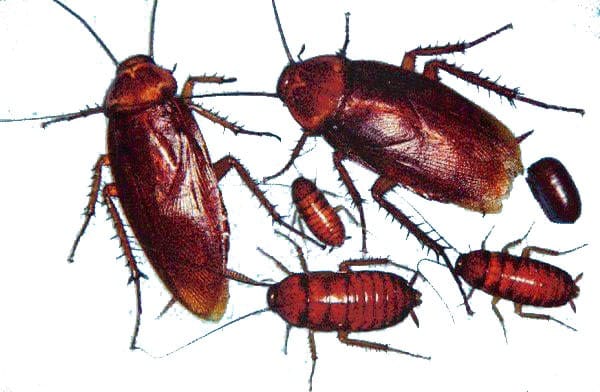 Need more cockroaches & spiders to deal with?